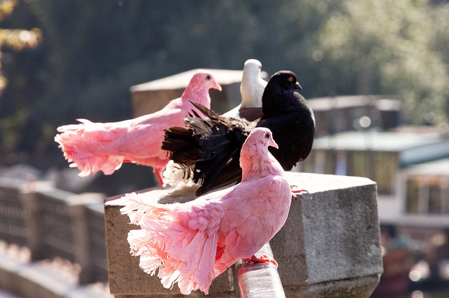 如何实现这 如何实现这